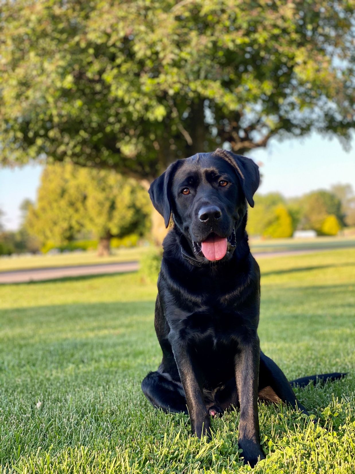affordable vet near me